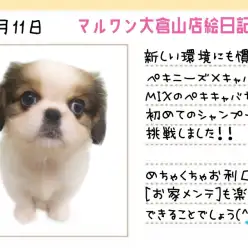 【 キャバリアMIX 】お家メンテも楽しくできるポテンシャルを発揮したペキキャバちゃん！