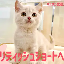 【 ブリティッシュショートヘア 】クリームタビーカラーと丸顔が魅力的な女の子