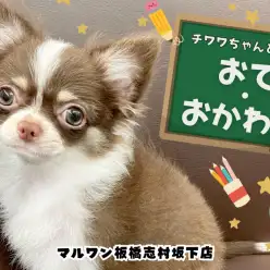 【 犬のしつけ 】誰でも簡単！チワワちゃんと基本的なコマンドの教え方を解説！