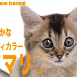 【 ソマリ 】明るく人懐こいルディカラーの女の子！