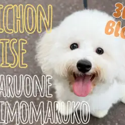 【 ビションフリーゼ 】社交性抜群！愛されキャラ代表！魅力いっぱいの成長記録！