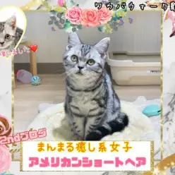 【 アメリカンショートヘア 】ドワーフ体型な癒し系アメショちゃんセカンドブログ