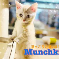 【 ほっこり北通vol.188 】抱っこが大好きな優しいマンチちゃんがやって来た！