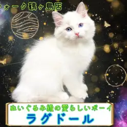 【ラグドール】惑星の様なブルーの瞳にもう夢中！