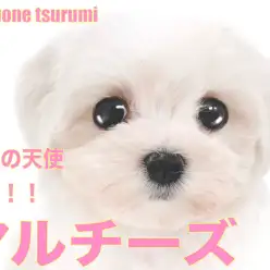 【 マルチーズ 】純白の天使がマルワン横浜鶴見店にやってきました！