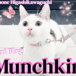 【 マンチカン 】3rd!わんことも仲良くできるフレンドリーにゃんこに成長中!