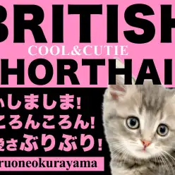 【 ブリティッシュショートヘア 】唯一無二のシマブリコロンはこの子に決まり！