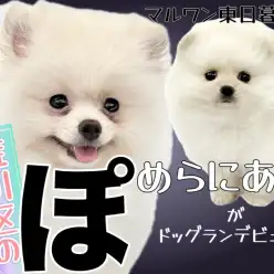 【 ポメラニアン 】ワクチン終了！穏やか爆毛ポメちゃんの社交界デビュー！