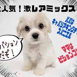 【 キャバション 】最強目力を持つ女の子降臨！カフェオレのポイントカラーに注目！