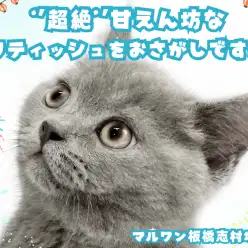 【 ブリティッシュショートヘア 】超甘えん坊な性格で皆が虜に！ブリくんをご紹介！