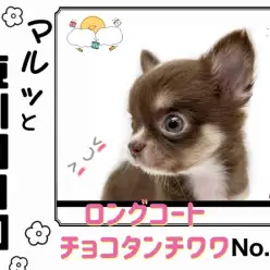 【 マルっと東川口日和No.47 】必見!超人気チョコカラーのチワワちゃんが入店