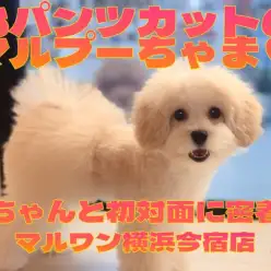 【 MIX 】今宿VIPルームデビュー！ロシアンブルーと初対面のマルプーちゃま！