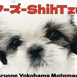 【 シーズー 】見た目も性格も満点！理想のシーズーガール現る！