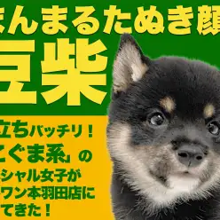 【 豆柴 】ウルトラ級の丸顔こぐま系！大人気黒豆柴が東京大田区に出現だ！