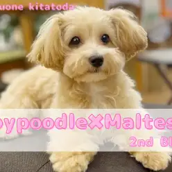 【 MIX 】トリミングをしてぬいぐるみ感満載な生後5ヶ月を迎えたプーマルちゃん