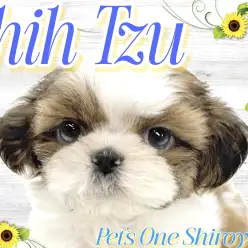 【 シーズー 】来店した「神の使い」はモデル級のイケメン男子！