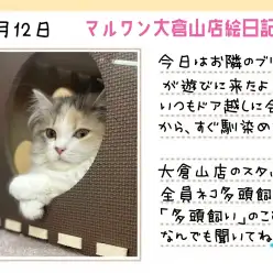 【 スコティッシュフォールド 】穏やかなスコちゃんなら多頭飼いも夢じゃない！