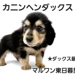 【 カニンヘンダックス 】ダックス最小サイズの男の子は究極の甘えん坊！！