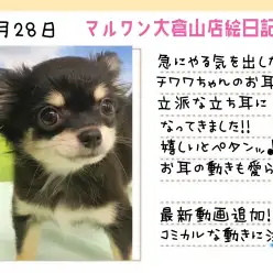 【 チワワ 】急にやる気を出したチワワちゃんのお耳！最新動画もチェック！