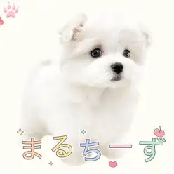 【 マルチーズ 】ぬいぐるみ級の可愛さ！おっとりフェイスの小さめ女子登場！