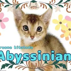 【 アビシニアン 】甘えん坊度100％オーバー！スレンダーボディの美形猫入店！