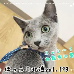 【 ほっこり北通vol.193 】適応能力抜群！ロッシーくんのお散歩に密着！