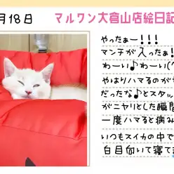 【 マンチカン 】ついに!!その時がやって来た!!世界一可愛いスイカ爆誕!!