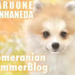 【 ポメラニアン 】今年の夏はポメラニアンで決まり!ポメサマーライフをお届けします!