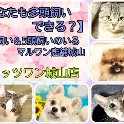 【 あなたも多頭飼いできる？ 】6頭飼い＆5頭飼いスタッフのいるマルワン城山店