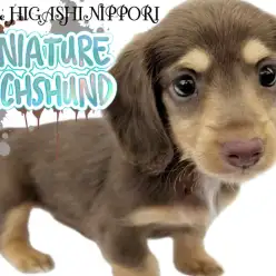 【 ミニチュアダックスフント 】東京都荒川区にチョコタンカラーの微笑み天使降臨！