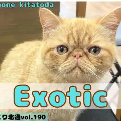 【 ほっこり北通vol.190 】遂に念願のお散歩デビューを果たしたエキゾくん！