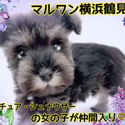 【 ミニチュアシュナウザー 】おっとりシュナちゃんが、マルワン横浜鶴見店に仲間入り！
