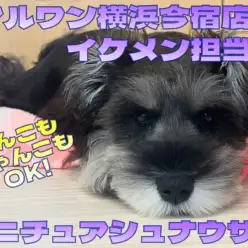 【 ミニチュアシュナウザー 】お散歩デビュー！わんこもにゃんこもOKな温厚男子！