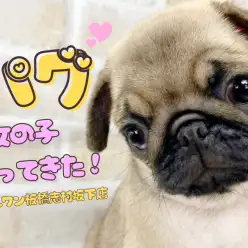 【 パグ 】ぶちゃかわの天使をご紹介！ぱぐちゃんがマルワン板橋志村坂下店に登場！
