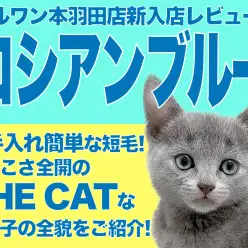 【 ロシアンブルー 】20代一人暮らしのアナタにオススメな理想的なパートナー!