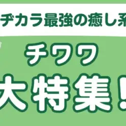 【 チワワ 】7/24現在の在店中の世界最小犬種をご紹介！最新動画付き！