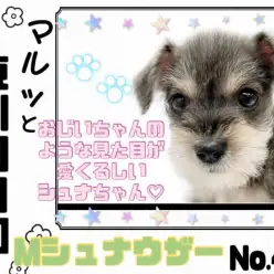 【 マルっと東川口日和No.44 】オリジナリティ溢れる優しい美男子シュナちゃん