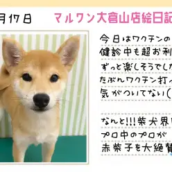 【 柴犬 】健康状態・見た目・性格も超太鼓判のイベントDay！！