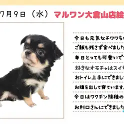 【 チワワ 】今日は2回目のワクチンの日！真夏の暑さにも負けない元気娘！