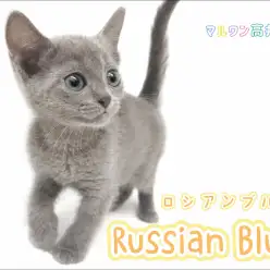 【 ロシアンブルー 】 二度見必至！超美顔の女の子が杉並・世田谷・中野エリアに登場