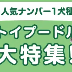 【 トイプードル特集 】7/10現在在店中の人気NO.1犬種！最新動画は必見！