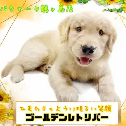 【 ゴールデン・レトリバー 】憧れの存在！甘えん坊過ぎるゴールデンの男の子