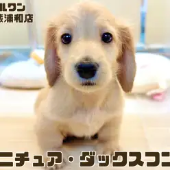 【 ミニチュア・ダックスフント 】垂れ目が癒し効果抜群なイエローの男の子