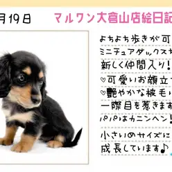 【 ミニチュアダックス 】ツヤツヤ被毛！長いまつ毛！小ぶりなダックスがやって来た！