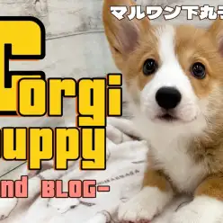 【 コーギー 】愛され力抜群なルックスと性格を持つ、アクティブな生活の相棒犬！