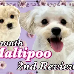 【 マルプー 】愛嬌満点！東日暮里店のアイドル！マルプーちゃんの2ndブログ