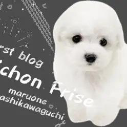 【 ビションフリーゼ 】愛され度注目度No.1！大人気の激かわビションちゃん！