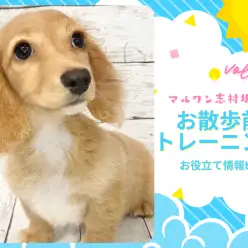 【 トレーニングブログ 】初めてのお散歩前に行うトレーニング方法をご紹介！