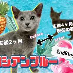 【 ロシアンブルー 】生後4ヶ月半！気品溢れるプリンスは愛情深く成長中です！