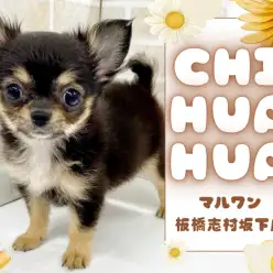 【 チワワ 】小さめサイズのチワワが東京都板橋区にあるペットショップに仲間入り！